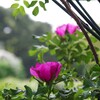 薔薇