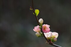 木瓜2