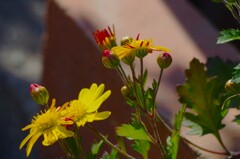 黄色い菊の花