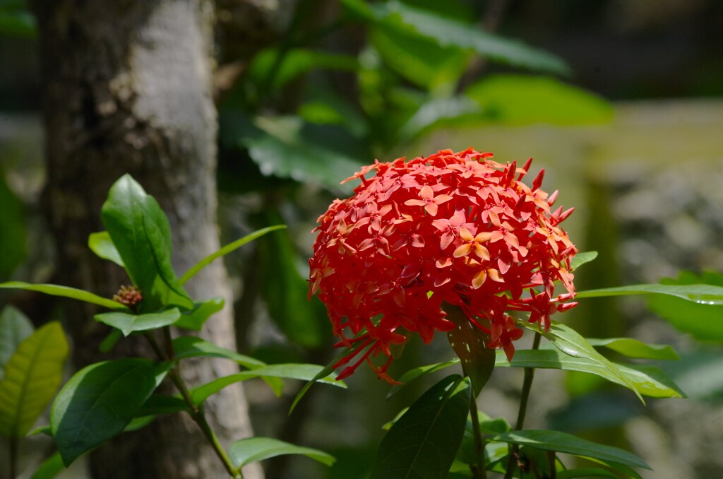 朱色の花
