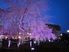 夜桜