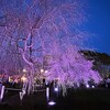 夜桜