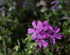 芝桜