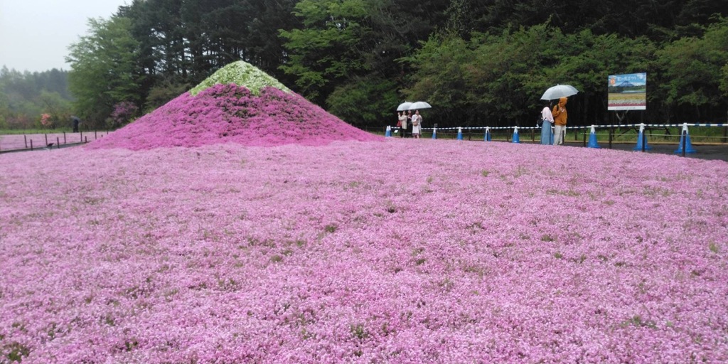 富士の芝桜