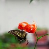 オニユリとアゲハ