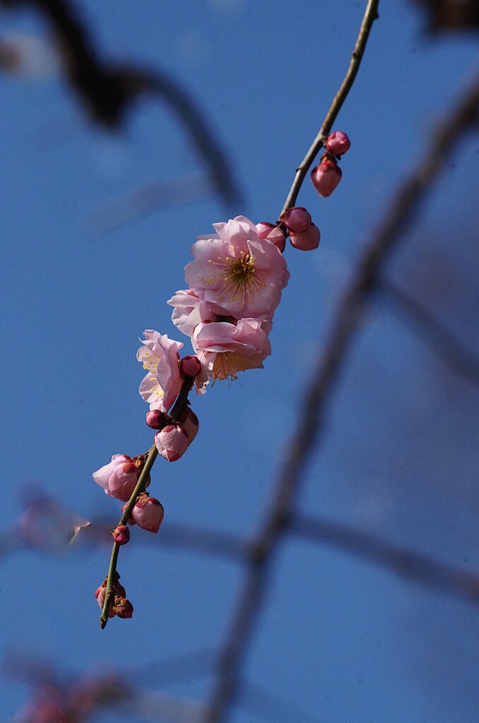 一枝梅