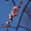 一枝梅