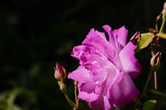 薔薇