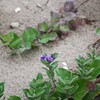 黒潮が運んだ花