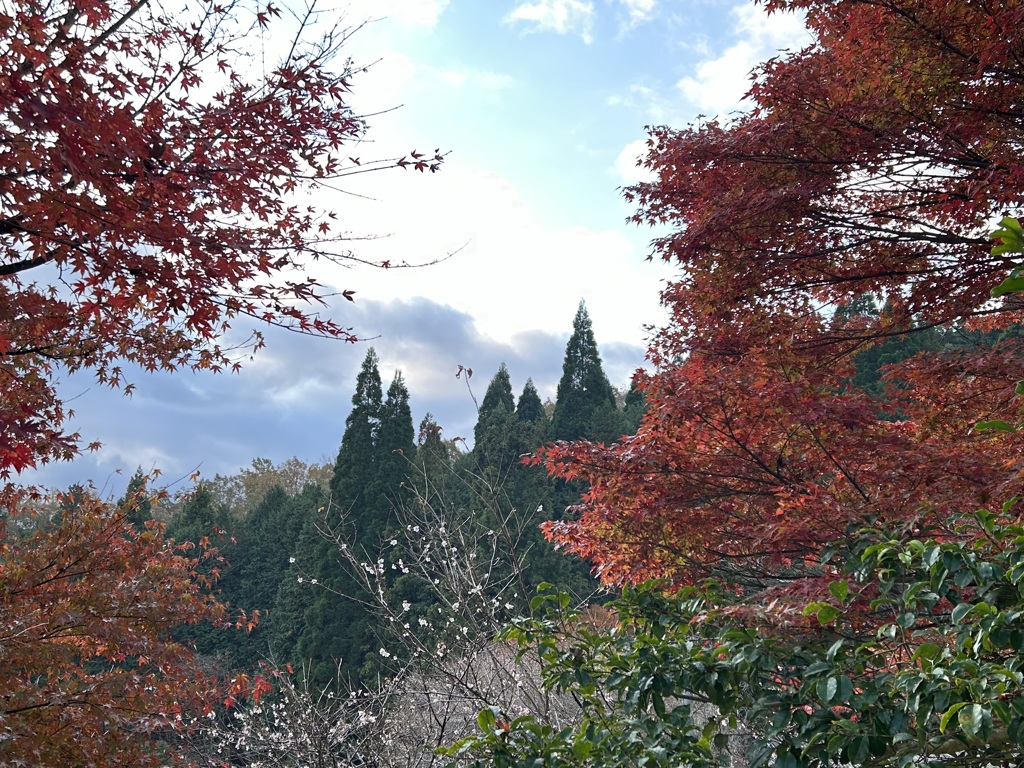 紅葉風景