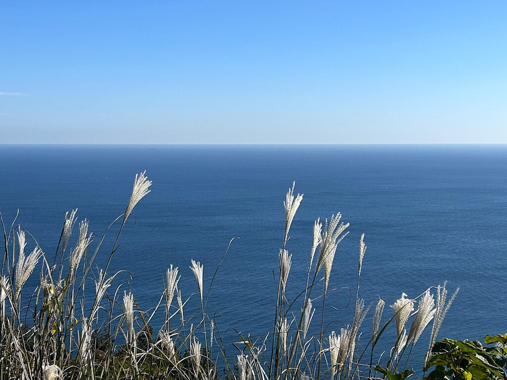 ススキと海