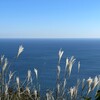 ススキと海
