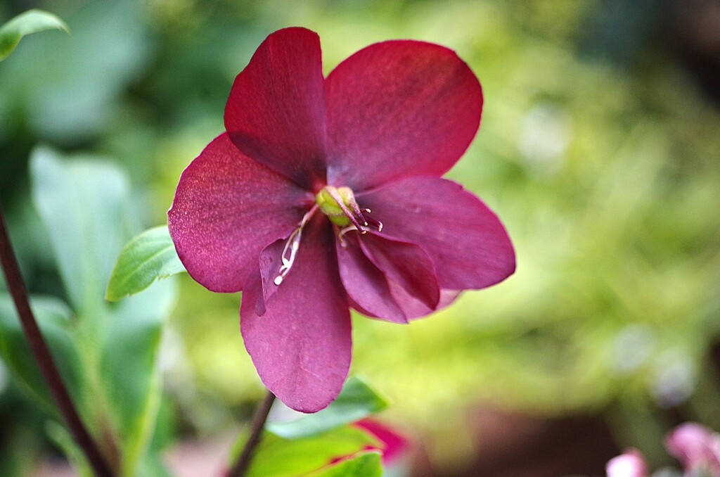 クリスマスローズ