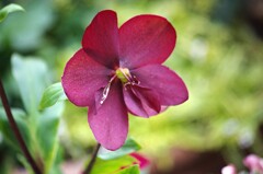 クリスマスローズ