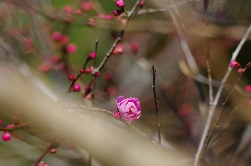 梅の花　寒衣