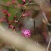 梅の花　寒衣