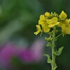 菜の花