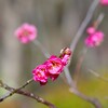 紅梅