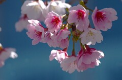 大寒桜
