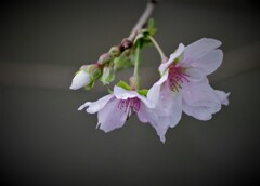 四季桜