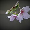 四季桜