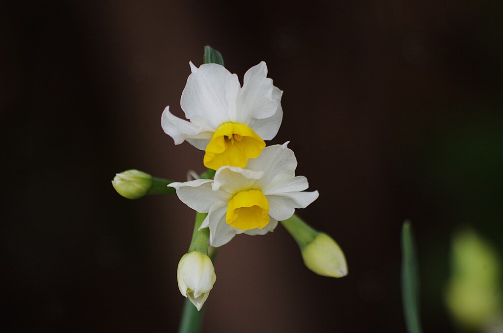 スイセン見つけた
