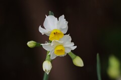 スイセン見つけた