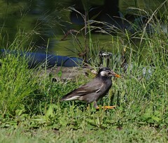 むく鳥