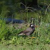 むく鳥