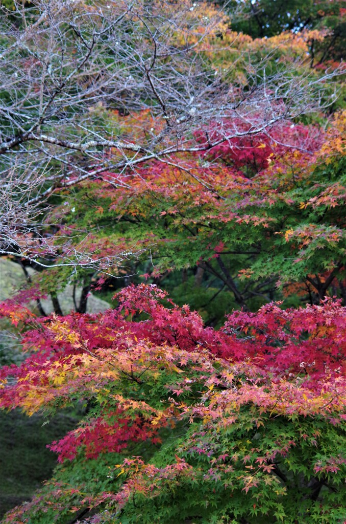 四季桜と紅葉