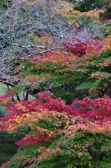 四季桜と紅葉