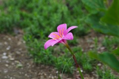 ピンク花