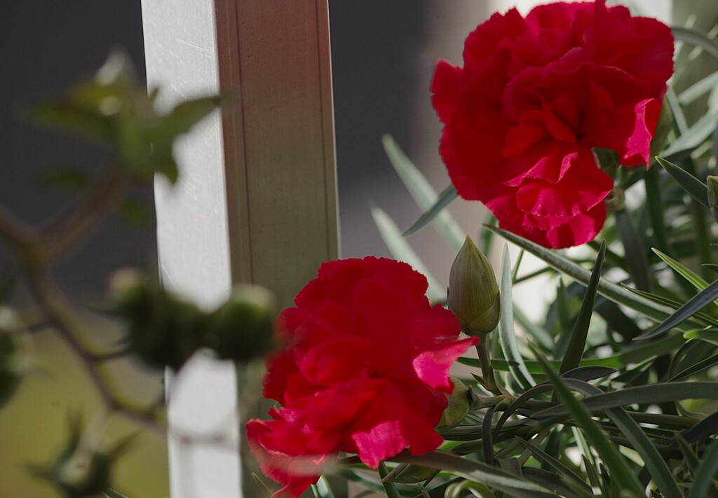 カーネーション