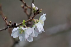 四季桜