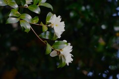 山茶花