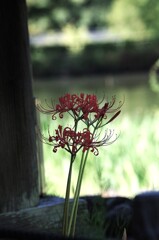 彼岸花