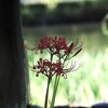 彼岸花