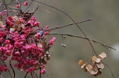 花束のよう