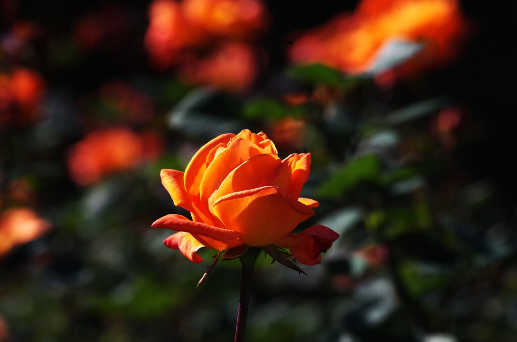 オレンジ色の世界