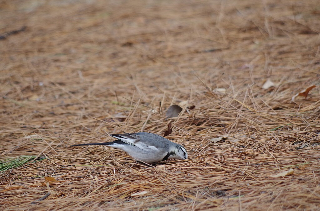 タイリクハクセキレイ