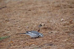 タイリクハクセキレイ