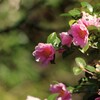山茶花