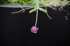 逆さの花