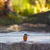 紅葉をバックにカワセミ