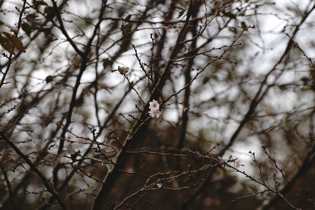 10月桜