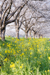 草場川の桜並木