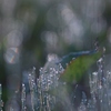 朝露に濡れて