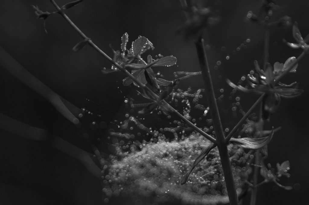 秋の水玉_2　「弾」