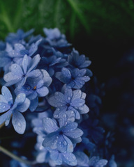 紫陽花