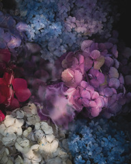紫陽花の花手水